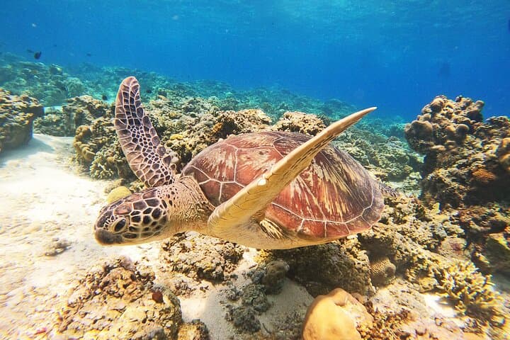 Gili Islands Snorkeling Tour — Swim with Turtles & Underwater Statues photo 3