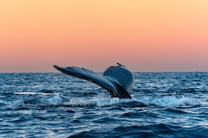 24-Hour Northern Lights and Whale Watching Cruise from Tromsø photo 4