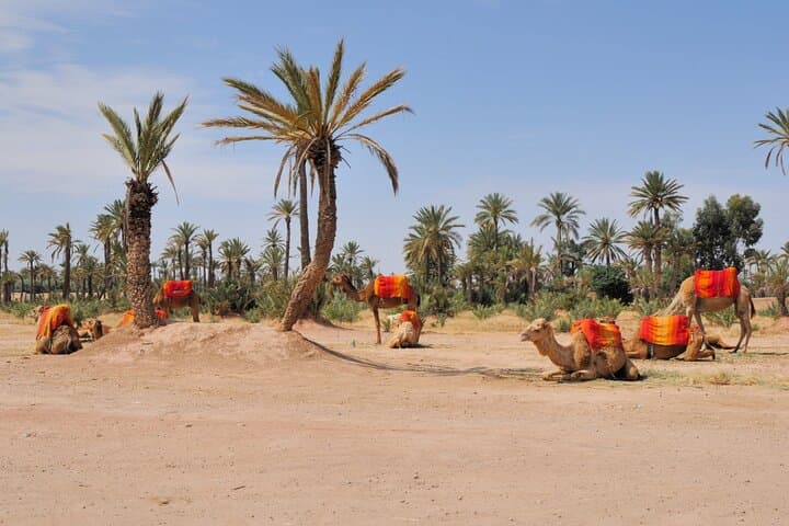 Sunset Camel Ride and Berber Dinner in Agafay Desert photo 5