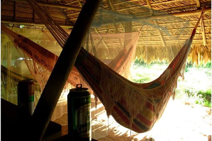 Overnight Camping & Wild Cooking in Luang Prabang's Primary Forest
