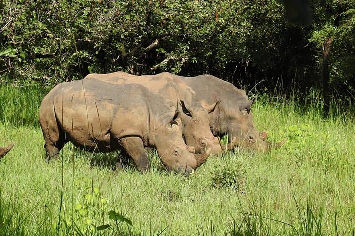 Ziwa Rhino Trekking: 1-Day Budget Rhino Walk from Kampala photo 3