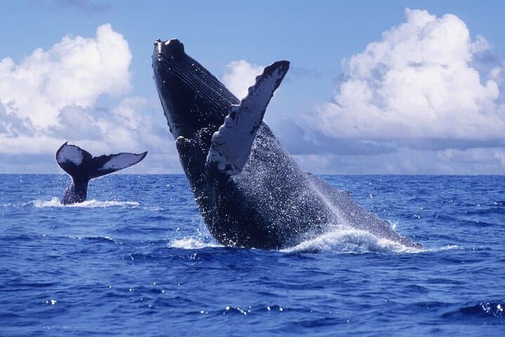 Samana Bay Whale Watching & Cayo Levantado Catamaran Day Trip from Punta Cana