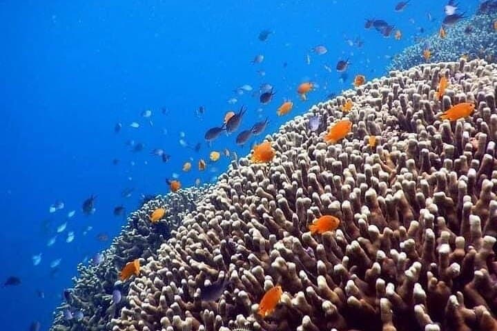 Blue Lagoon Private Snorkel: East Bali Reefs & Turtle Encounters photo 6