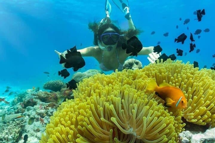 Blue Lagoon Private Snorkel: East Bali Reefs & Turtle Encounters