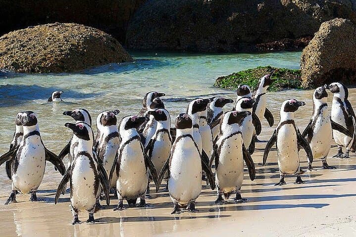 Cape Peninsula Private Tour: A Full-Day Drive from Cape Town to Cape Point photo 5