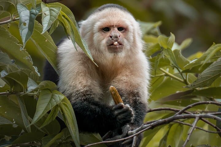 Full-Day Monteverde Cloud Forest Experience: Reserve, Treetopia & Night Walk