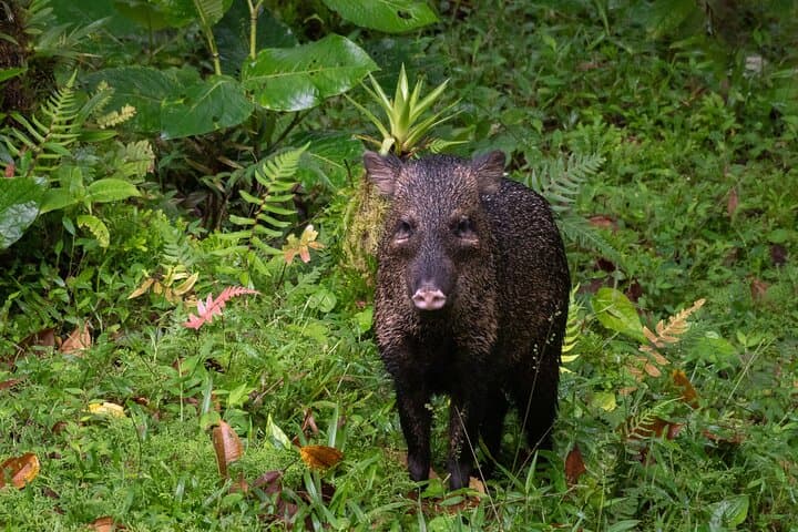 Full-Day Monteverde Cloud Forest Experience: Reserve, Treetopia & Night Walk photo 4