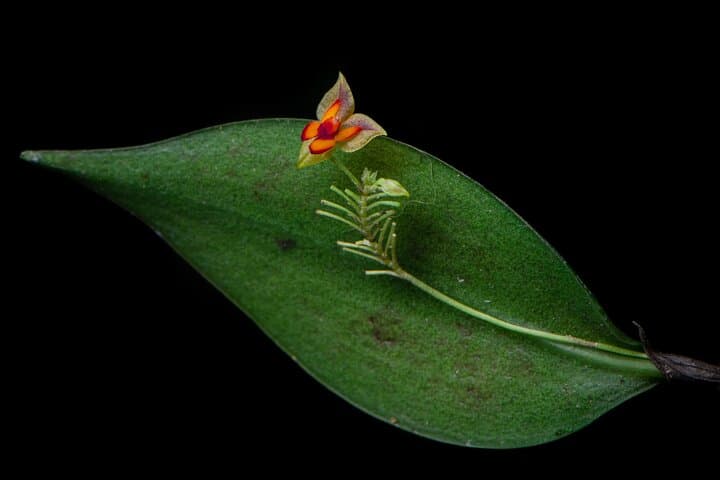 Full-Day Monteverde Cloud Forest Experience: Reserve, Treetopia & Night Walk photo 3