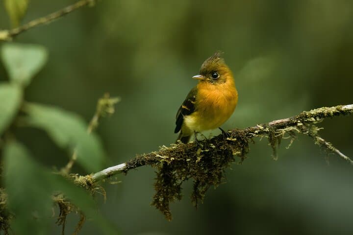 Full-Day Monteverde Cloud Forest Experience: Reserve, Treetopia & Night Walk photo 6