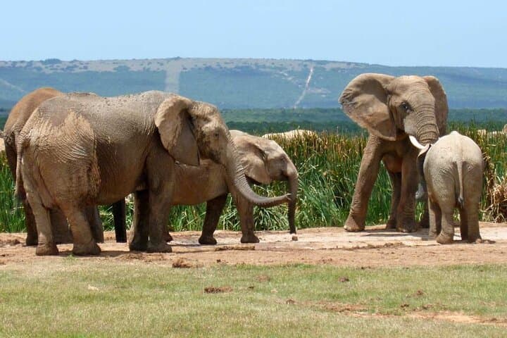 Garden Route Explorer: 4-Day Private Tour from Cape Town to Addo Elephant Safari