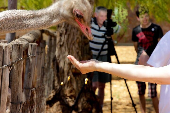 Garden Route Explorer: 4-Day Private Tour from Cape Town to Addo Elephant Safari photo 5
