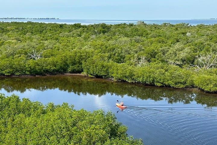 Robinson Preserve Mangrove Kayak Tour — Bradenton Paddle & Wildlife Viewing photo 1