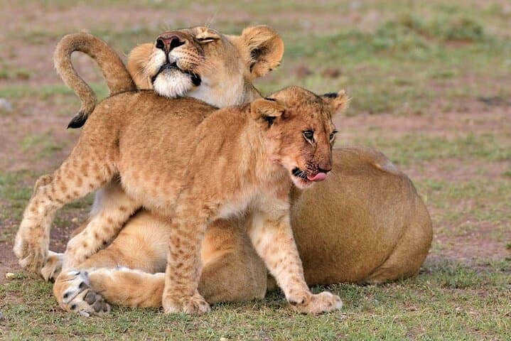 4-Day Masai Mara Safari: Big Five, Wildebeest Migration & Sunrise Game Drives
