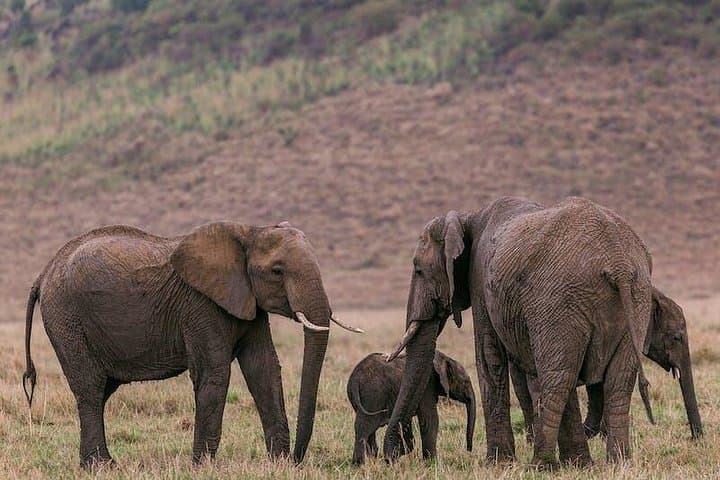 4-Day Masai Mara Safari: Big Five, Wildebeest Migration & Sunrise Game Drives photo 2