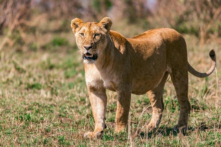 4-Day Masai Mara Safari: Big Five, Wildebeest Migration & Sunrise Game Drives photo 3