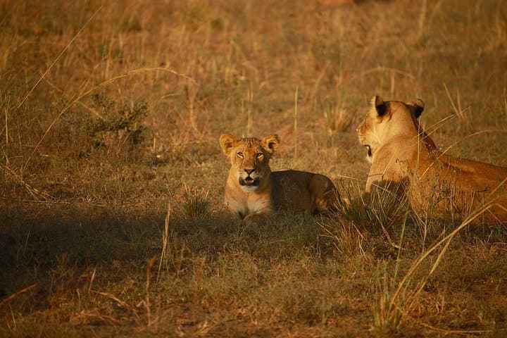 4-Day Masai Mara Safari: Big Five, Wildebeest Migration & Sunrise Game Drives photo 4