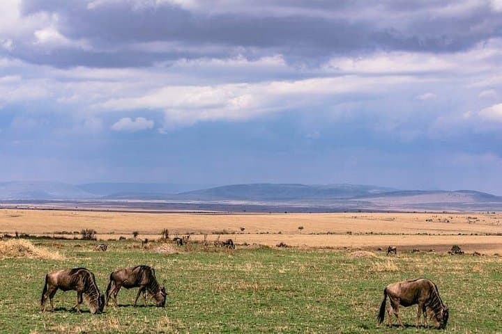 4-Day Masai Mara Safari: Big Five, Wildebeest Migration & Sunrise Game Drives photo 5