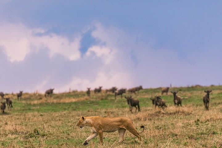 4-Day Masai Mara Safari: Big Five, Wildebeest Migration & Sunrise Game Drives photo 6