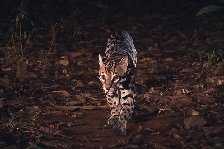 Tamarindo Night Walk: Discover Costa Rica's Dry-Forest Nocturnal Wildlife photo 2