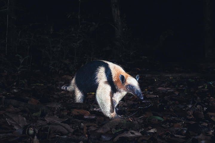 Tamarindo Night Walk: Discover Costa Rica's Dry-Forest Nocturnal Wildlife photo 3