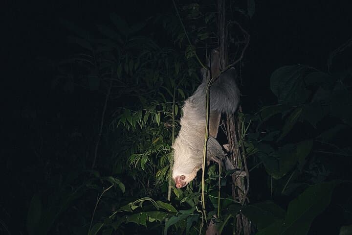 Secret Night Walk in Puerto Jimenez: Osa Peninsula Night Wildlife Tour photo 3