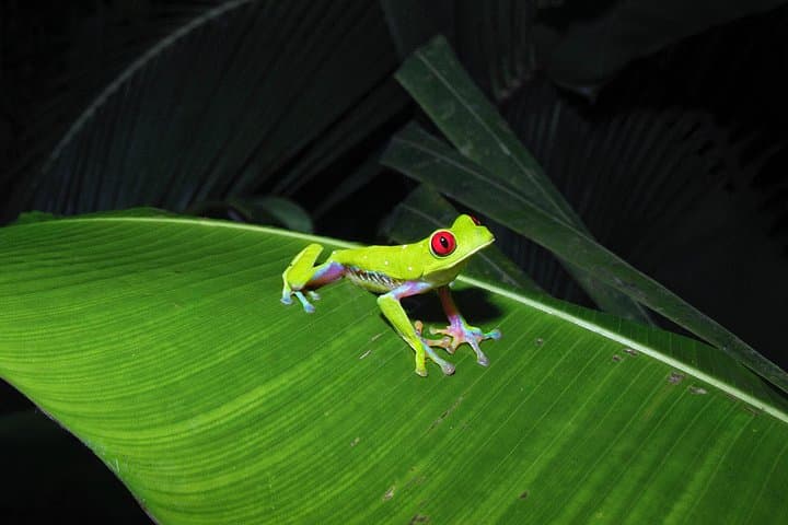 Secret Night Walk in Puerto Jimenez: Osa Peninsula Night Wildlife Tour photo 4