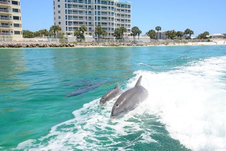 Thriller Sunset Dolphin Cruise Destin Harbor: High-Speed Dolphin & Sunset Tour photo 6