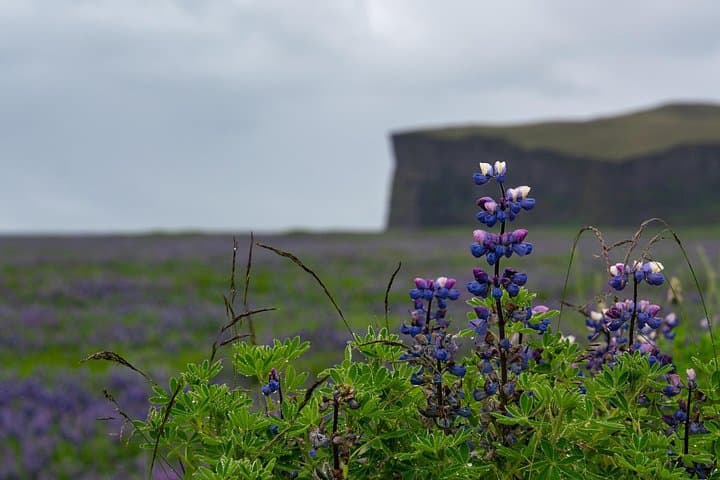 Private South Coast Iceland Day Tour: Skógafoss, Reynisfjara & Sólheimajökull photo 4