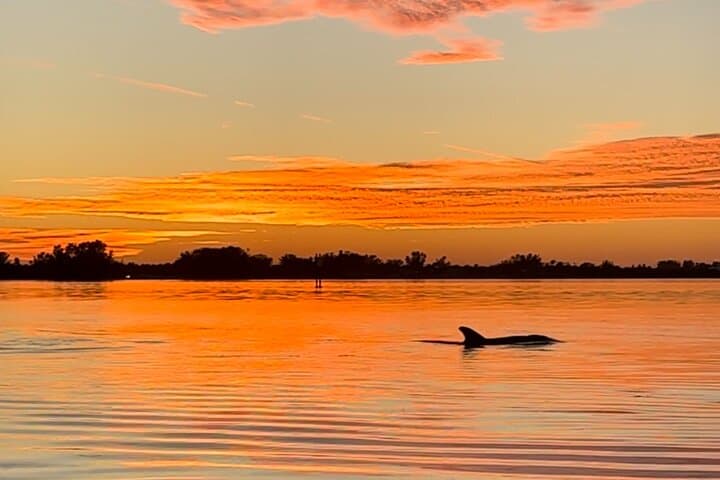Sunset Kayak Dolphin Tour on Anna Maria Island — Bradenton Gulf Coast photo 1