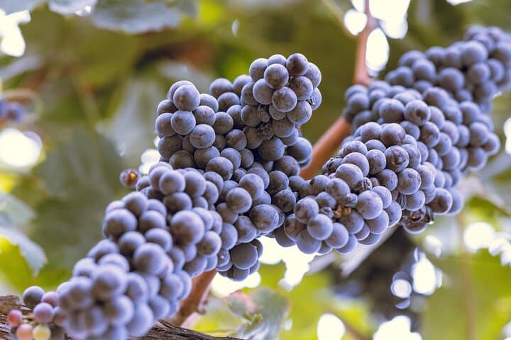 Private Luxury Wine Transfer in Temecula Valley: Custom SUV Tastings photo 3