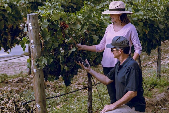 Private Luxury Wine Transfer in Temecula Valley: Custom SUV Tastings photo 4