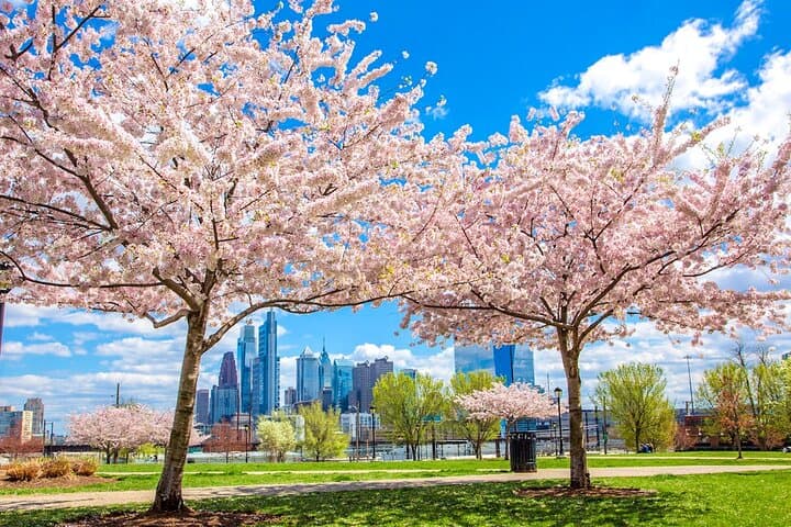 Cherry Blossoms in Philadelphia: 1-Day Tour from New York to Fairmount ...