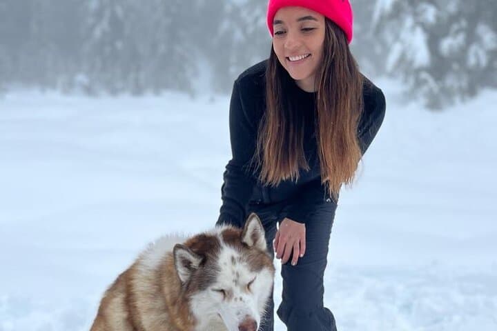 Husky Hikes: Private Snow Mountain Tours from Vancouver with Timber photo 3