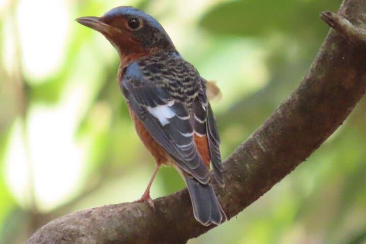 Phnom Penh to Kirirom: Two-Day Birding & Chambok Homestay photo 2