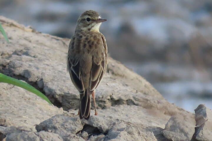 Phnom Penh to Kirirom: Two-Day Birding & Chambok Homestay photo 3