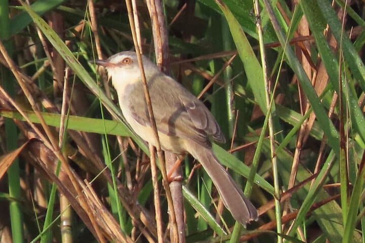 Phnom Penh to Kirirom: Two-Day Birding & Chambok Homestay photo 4