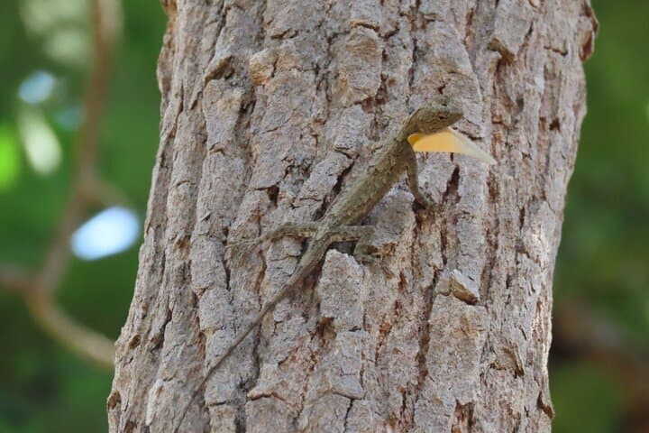 Phnom Penh to Kirirom: Two-Day Birding & Chambok Homestay photo 6