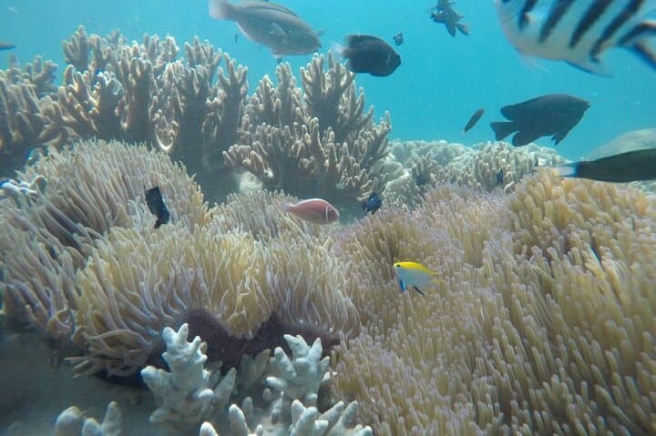 Cham Island Snorkel & Speedboat Tour from Hoi An — Cham Islands Day Trip photo 2