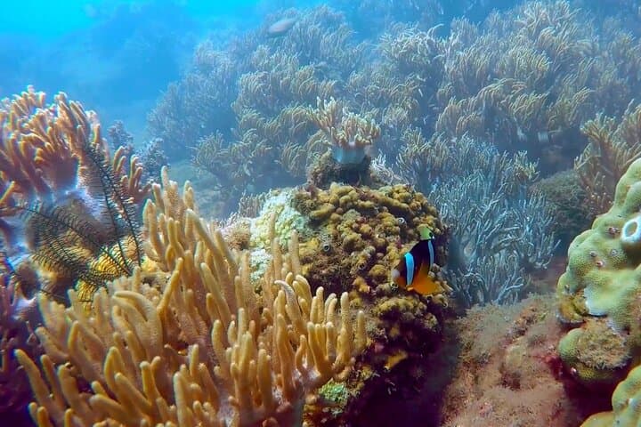 Cham Island Snorkel & Speedboat Tour from Hoi An — Cham Islands Day Trip photo 3