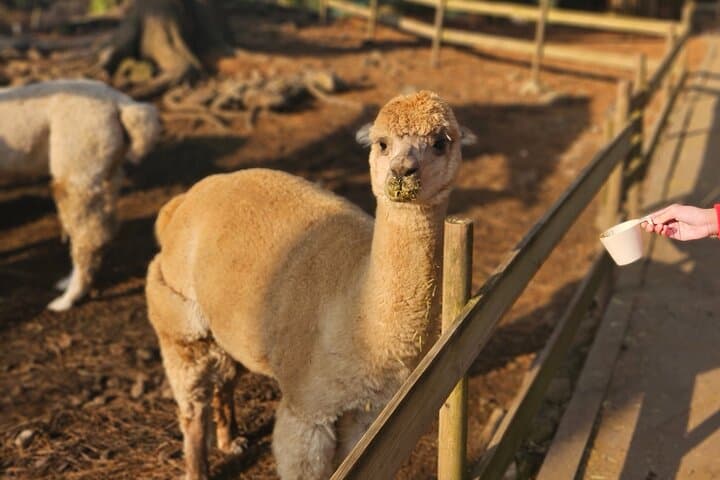 South Jeju Day Tour: Alpaca Land, Osulloc Tea & Coastal Cliffs