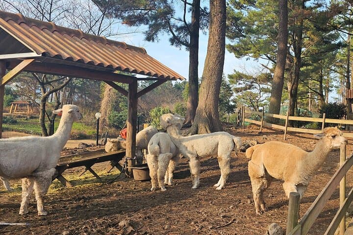 South Jeju Day Tour: Alpaca Land, Osulloc Tea & Coastal Cliffs photo 2