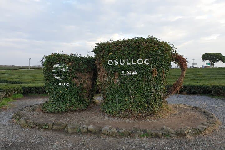 South Jeju Day Tour: Alpaca Land, Osulloc Tea & Coastal Cliffs photo 5