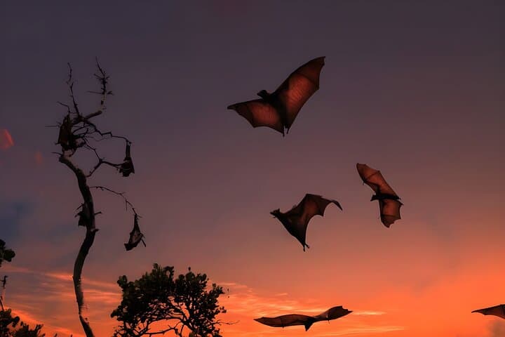 Flying Fox Island Sunset Cruise — Private Boat Charter in Labuan Bajo photo 4