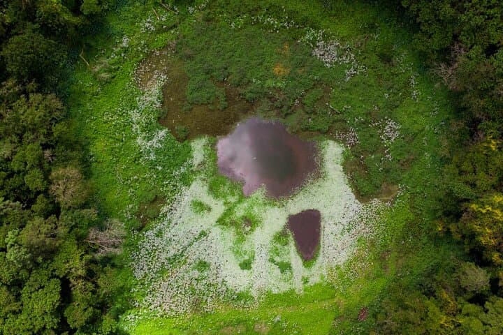 Tea Route Private Full-Day Tour in Mauritius: Bois Chéri, Trou aux Cerfs & Tamarind Falls photo 3