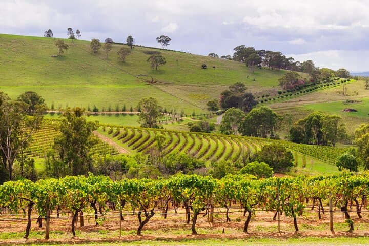 Private Hunter Valley Wine Tour from Sydney — Full-Day Tastings & Lunch