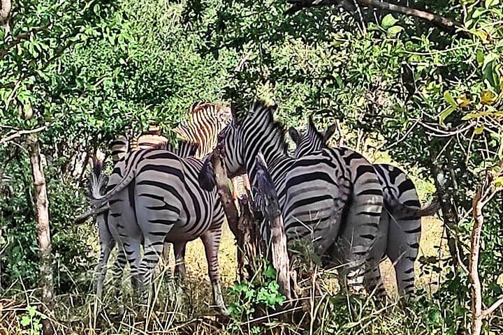Private 4x4 Safari in Zambezi National Park from Victoria Falls photo 1