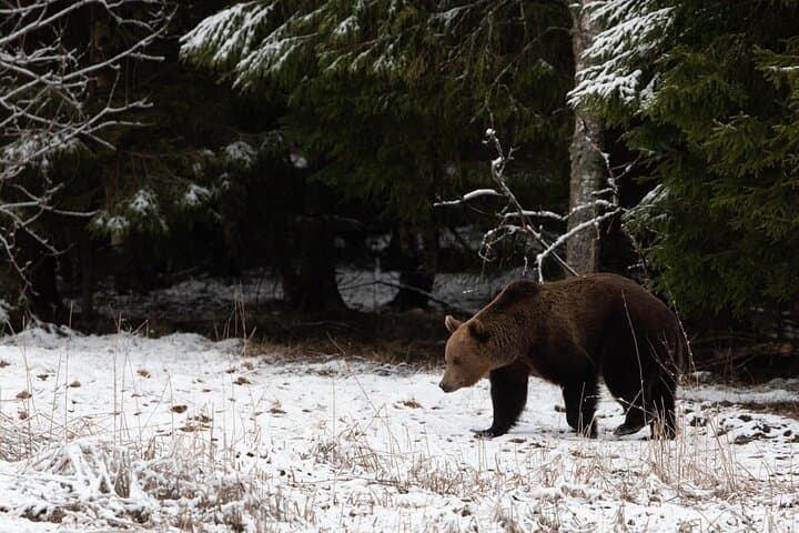 Half-Day Private Wilderness Walk: Estonia's Bogs, Reservoirs & Old- Growth Rivers photo 3