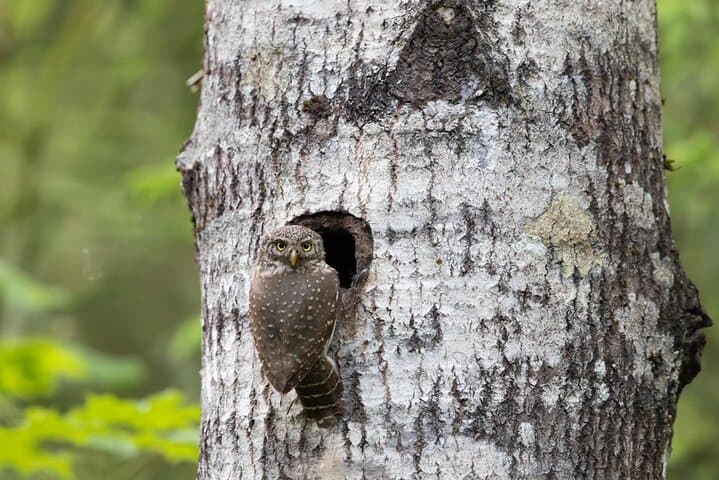 Half-Day Private Wilderness Walk: Estonia's Bogs, Reservoirs & Old- Growth Rivers photo 4