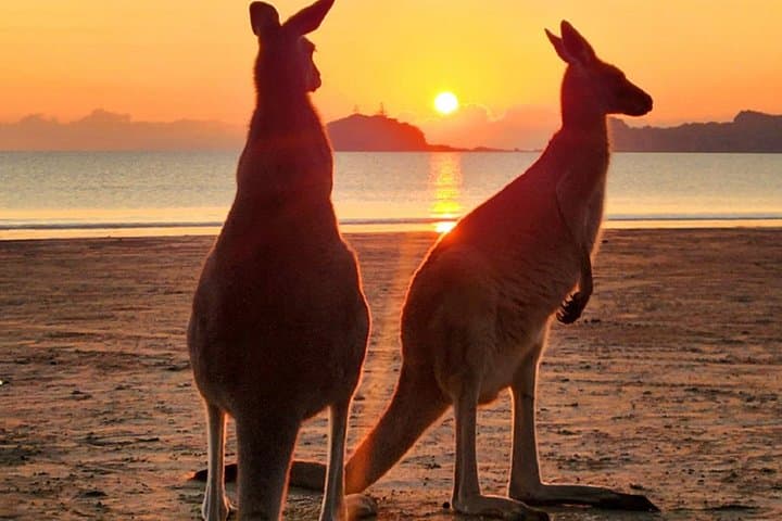 Sunrise at Cape Hillsborough: Kangaroos on the Beach and Coastal Bushwalk photo 1