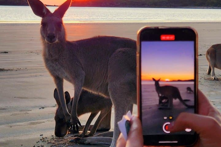 Sunrise at Cape Hillsborough: Kangaroos on the Beach and Coastal Bushwalk photo 2